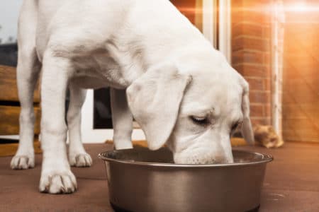 Albright's Dog Food Class Action Lawsuit